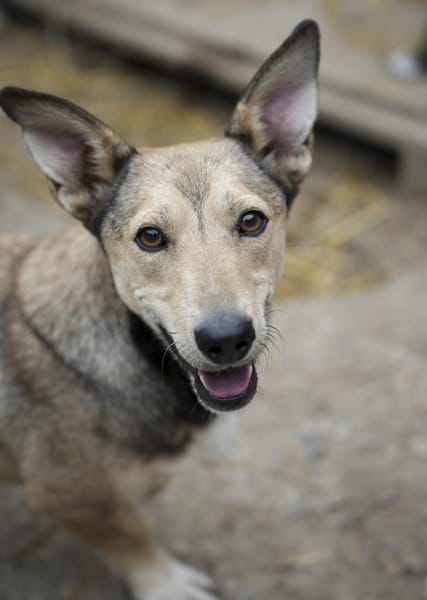 Kleiner SEPP - großes Herz