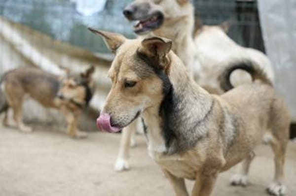Kleiner SEPP - großes Herz