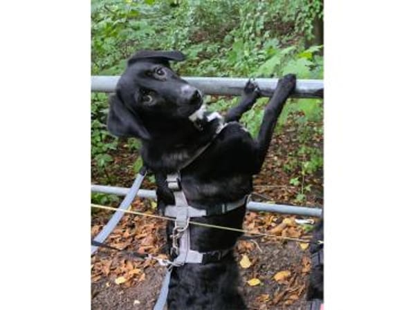 Jaala - wartet in 22145 Hamburg