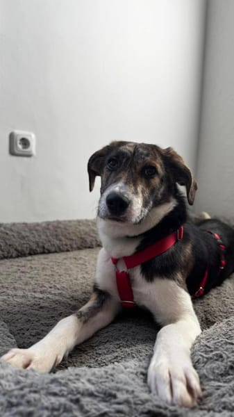 Zauberhafte Bini sucht ihre Menschen