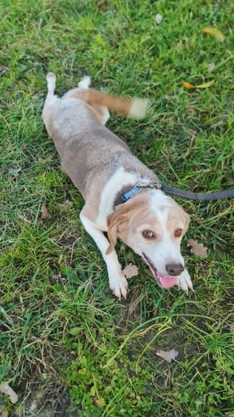 Laika 💚💚💚 lieb und kontaktfreudig