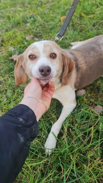 Laika 💚💚💚 lieb und kontaktfreudig