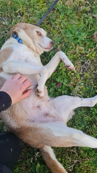 Laika 💚💚💚 lieb und kontaktfreudig