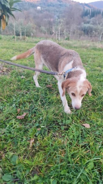 Laika 💚💚💚 lieb und kontaktfreudig