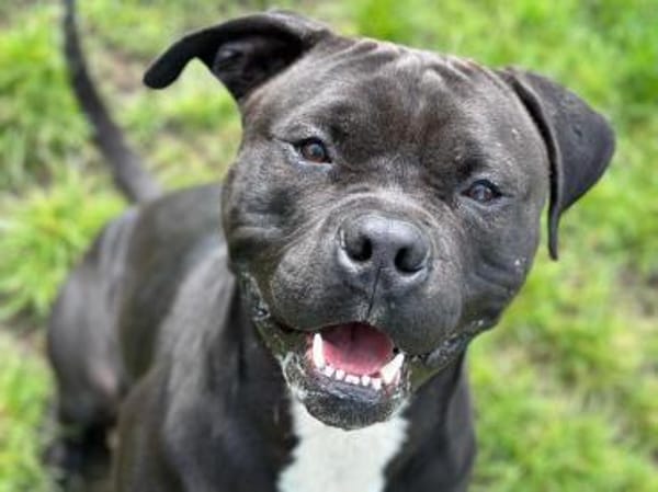 Major, verspielter Kuschler