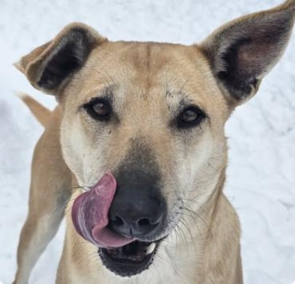 Leni - liebe Hündin (20257 HAMBURG)