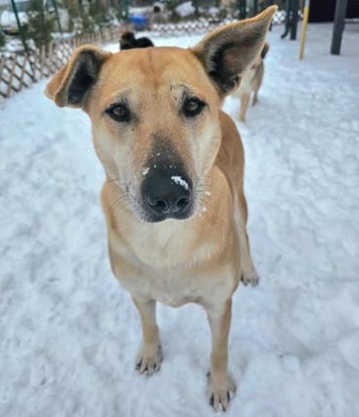 Leni - liebe Hündin (20257 HAMBURG)