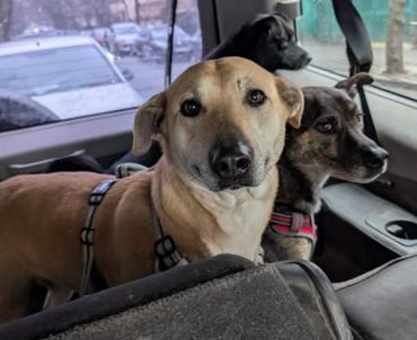 Leni - liebe Hündin (20257 HAMBURG)