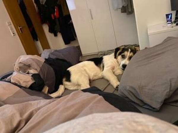 Lollypop wartet auf dich!