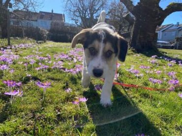 Lollypop wartet auf dich!