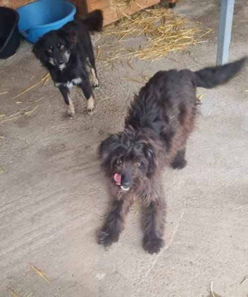 Hübsche,freundliche Cherry sucht Familie