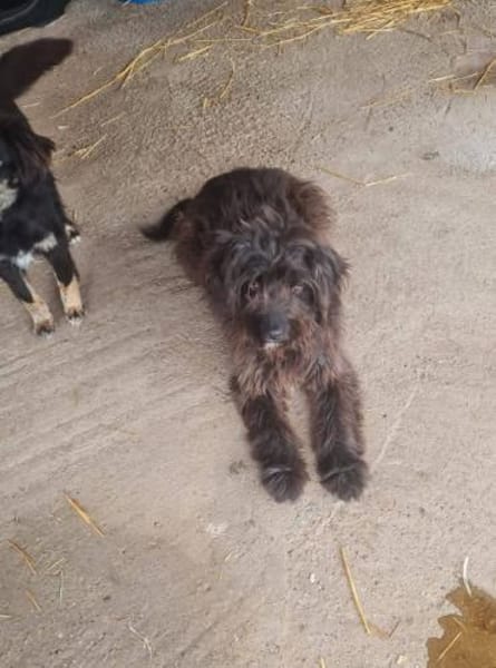 Hübsche,freundliche Cherry sucht Familie