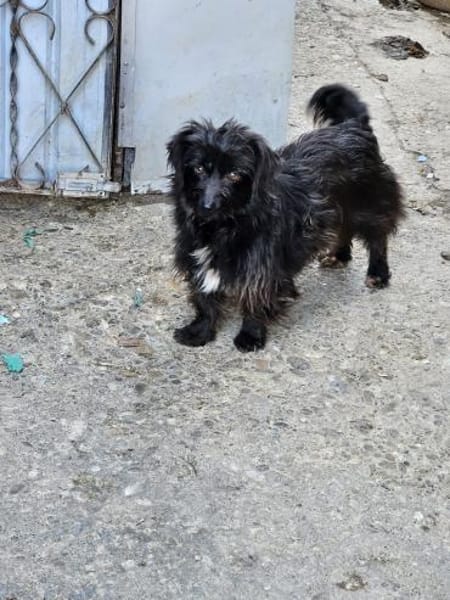 Zauberhafte Amelie sucht ihre Familie