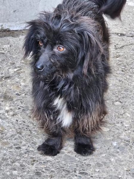 Zauberhafte Amelie sucht ihre Familie