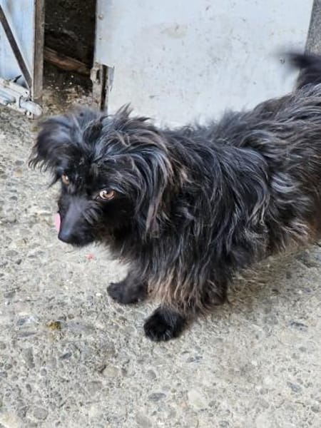 Zauberhafte Amelie sucht ihre Familie