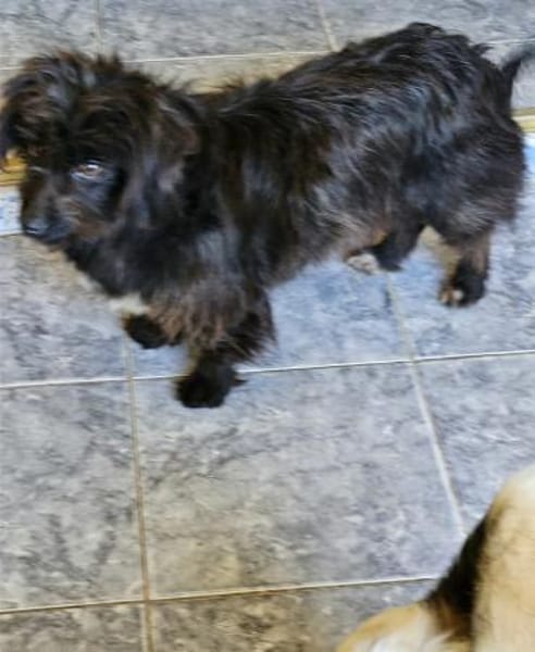 Zauberhafte Amelie sucht ihre Familie