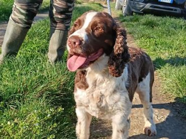Rina 💖Springer Spaniel Hündin auf PS.