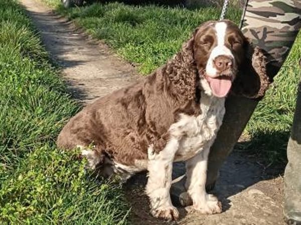 Rina 💖Springer Spaniel Hündin auf PS.
