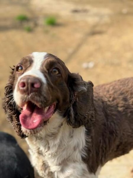 Rina 💖Springer Spaniel Hündin auf PS.
