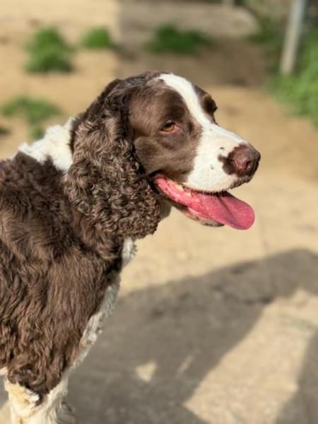 Rina 💖Springer Spaniel Hündin auf PS.