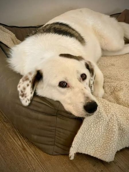 Knuffige Karo sucht ihre Familie❣