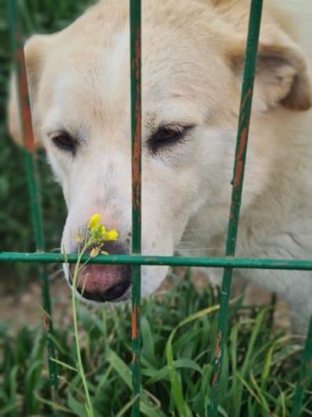 Berinesse- entzückendes Hundemädchen