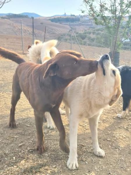 Berinesse- entzückendes Hundemädchen