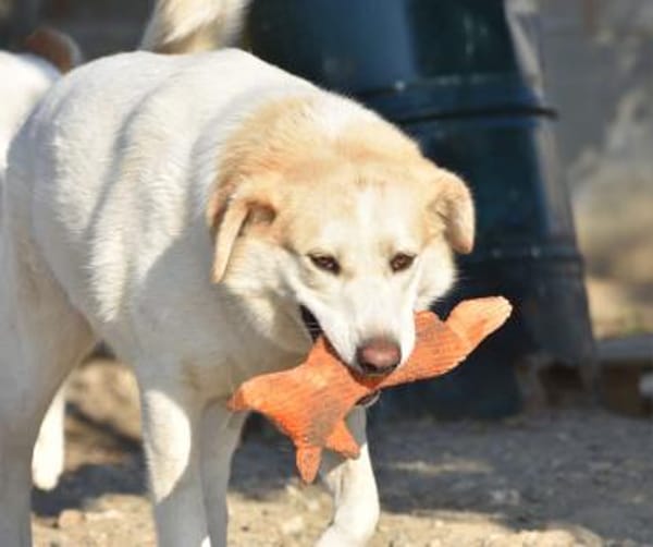 Berinesse- entzückendes Hundemädchen