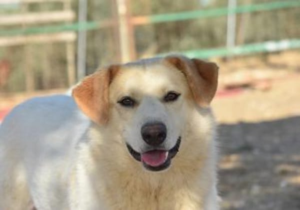 Berinesse- entzückendes Hundemädchen