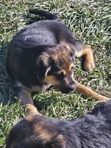 Nelson, Katzenfreundlicher Junghund