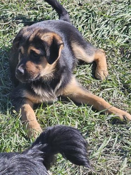 Nelson, Katzenfreundlicher Junghund