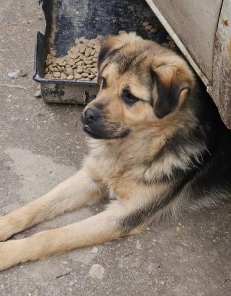 Nelson, Katzenfreundlicher Junghund