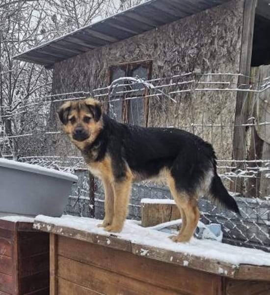 Nelson, Katzenfreundlicher Junghund