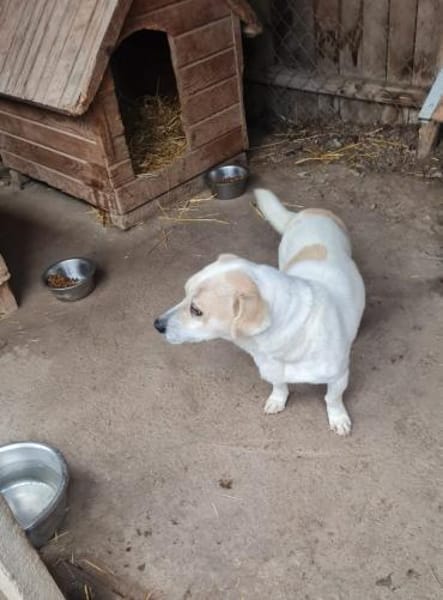 Kleiner, schlauer Temmy sucht Familie