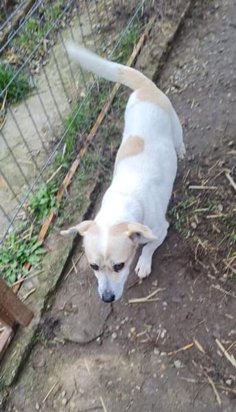 Kleiner, schlauer Temmy sucht Familie