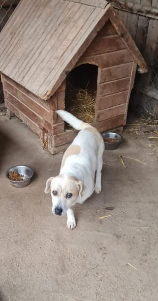 Kleiner, schlauer Temmy sucht Familie