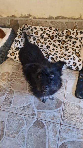 Ronja eine Hündin zum verlieben