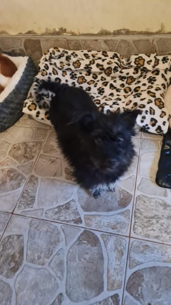 Ronja eine Hündin zum verlieben