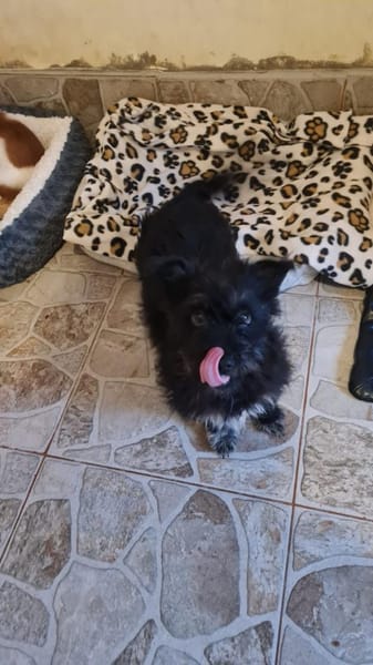 Ronja eine Hündin zum verlieben