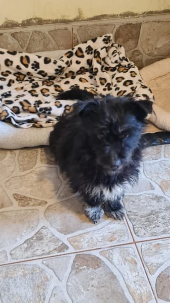 Ronja eine Hündin zum verlieben