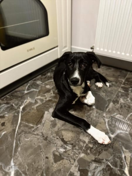 Intelligenter Pablo sucht Familie