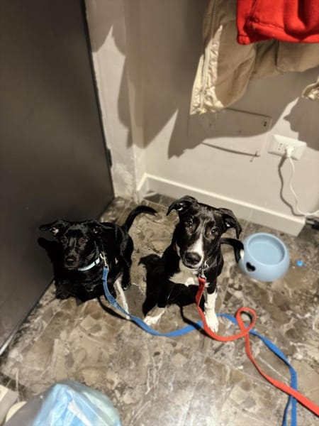 Intelligenter Pablo sucht Familie