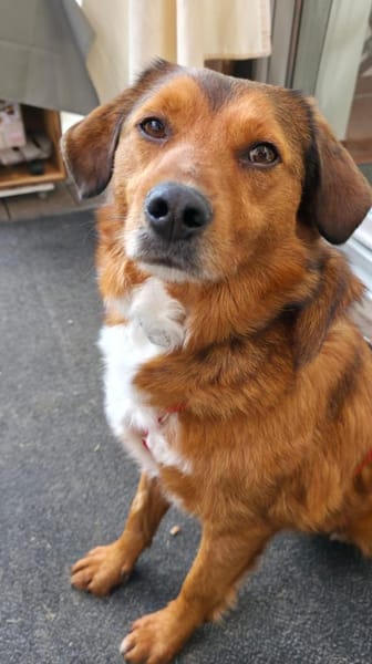 Hier kommt Flash! 🐕