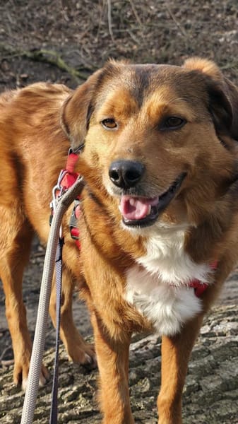 Hier kommt Flash! 🐕