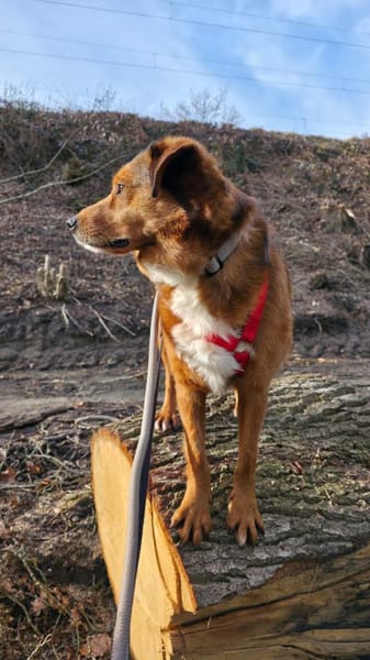 Hier kommt Flash! 🐕