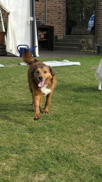 Hier kommt Flash! 🐕