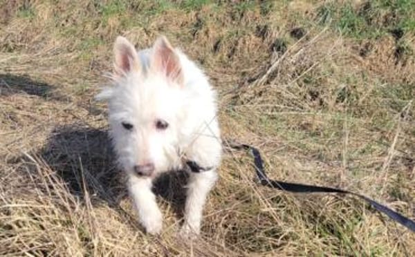 Kuschelhündin Mona sucht sicheren Hafen