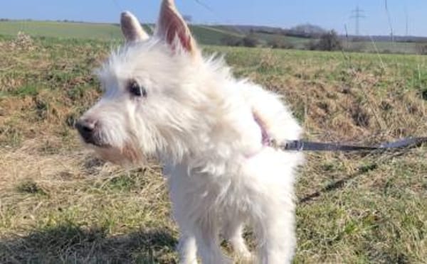 Kuschelhündin Mona sucht sicheren Hafen