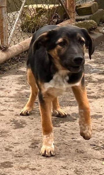 Bolt  Allein gelassen im Welpenalter