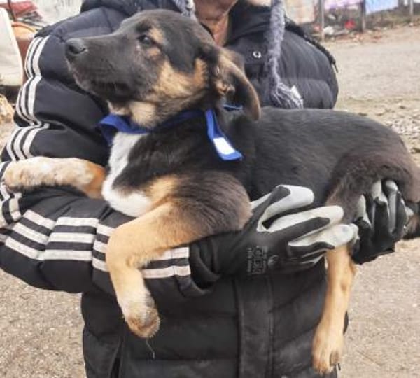 Bolt  Allein gelassen im Welpenalter